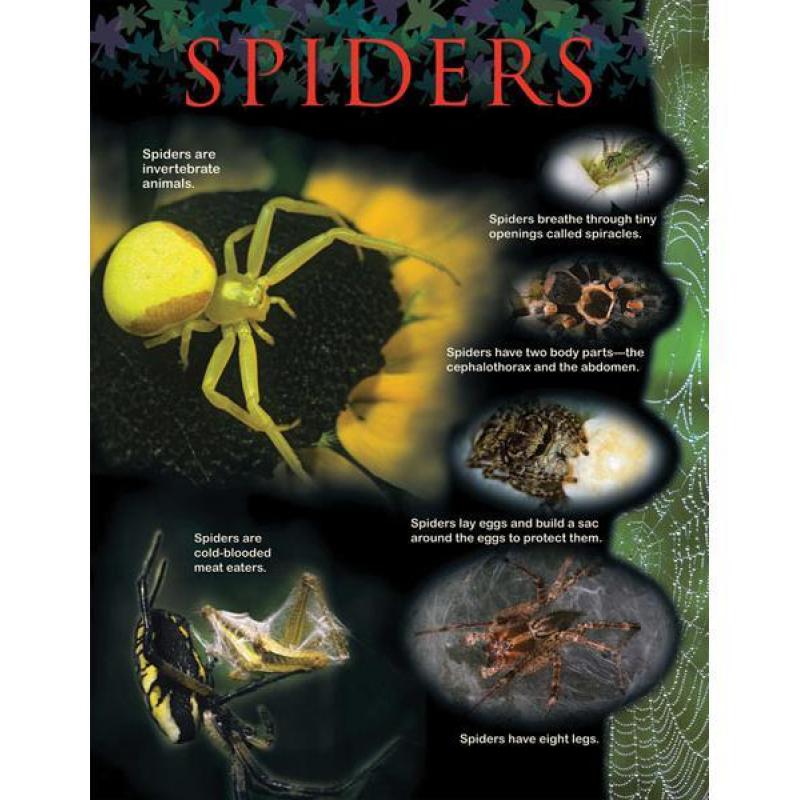 CTP1169 Spiders Animal Classification Chart