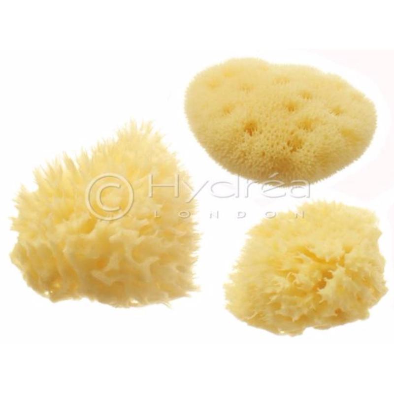 Buy Hydrea London Cosmetic Sea Sponge Set, Mediterranean Origin - C/2.5" & 1 x FS/2.5" in Hanging Tube Singapore